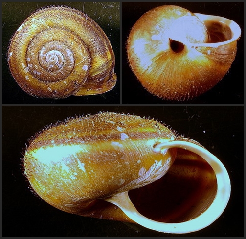 Chilostoma (Campylea) in Italia